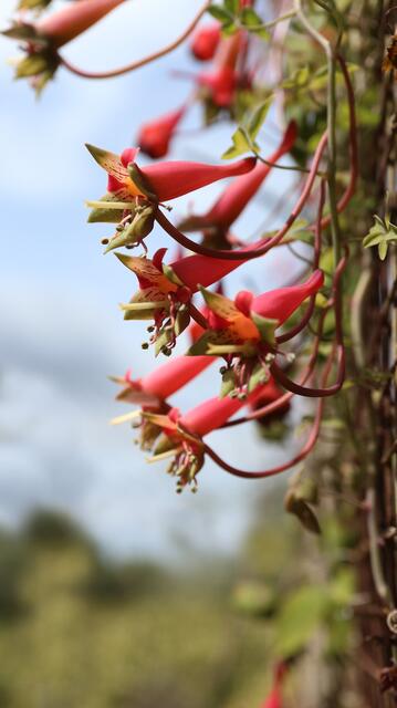 Tropaeolum pentaphyllum