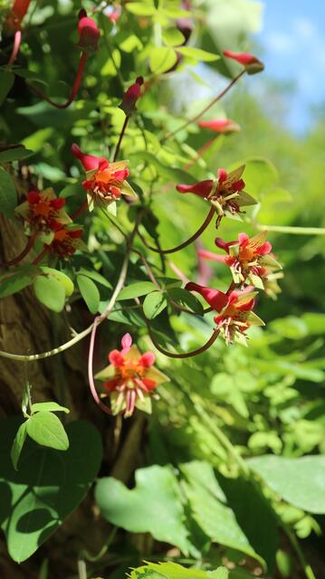 Tropaeolum pentaphyllum