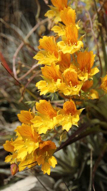Tropaeolum polyphyllum