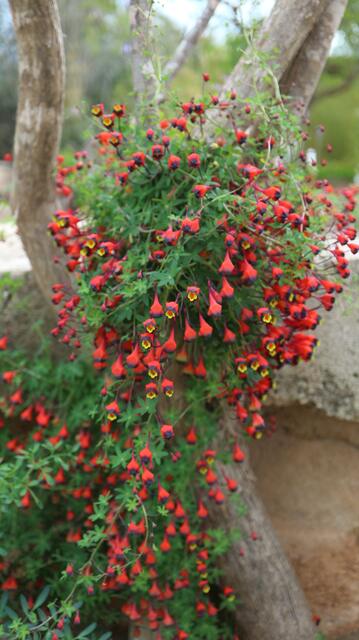 Tropaeolum tricolor