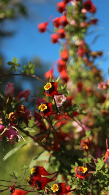 Tropaeolum tricolor
