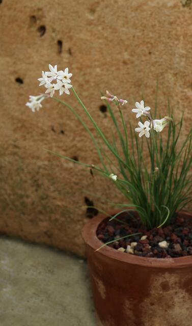 Tulbaghia cominsii