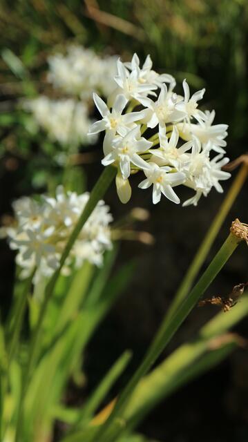 Tulbaghia simmleri f. alba