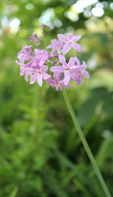 Tulbaghia violacea