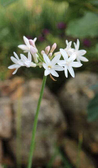 Tulbaghia violacea f. alba