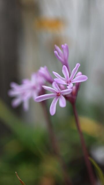 Tulbaghia violacea subsp. macmasteri