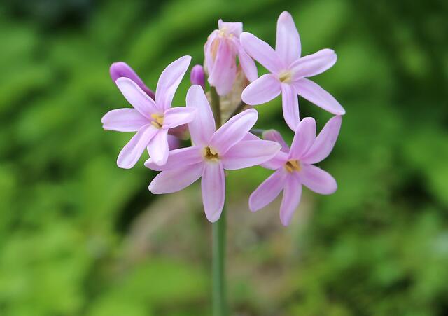 Tulbaghia violacea var. maritima