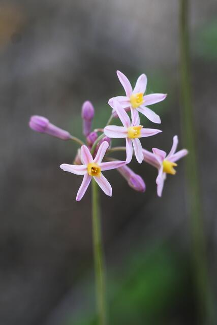 Tulbaghia violacea x alliacea