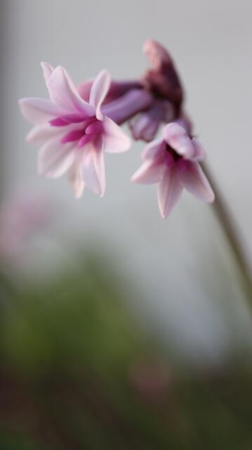 Tulbaghia x cominsii