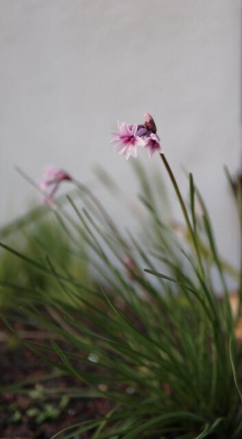 Tulbaghia x cominsii
