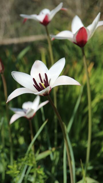 Tulipa clusiana