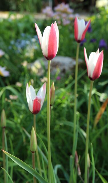 Tulipa clusiana