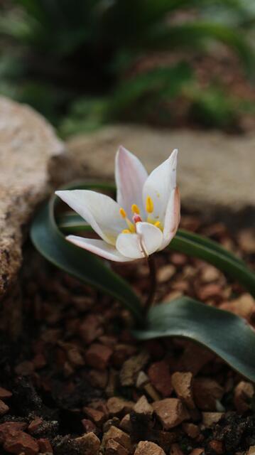 Tulipa cretica