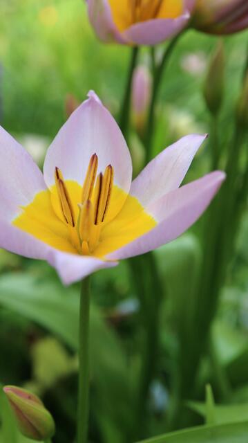 Tulipa saxatilis 'Bakeri'