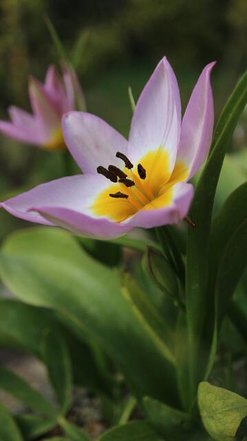 Tulipa saxatilis