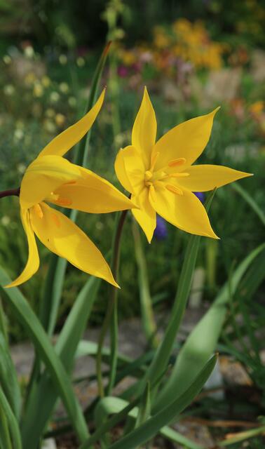 Tulipa sylvestris
