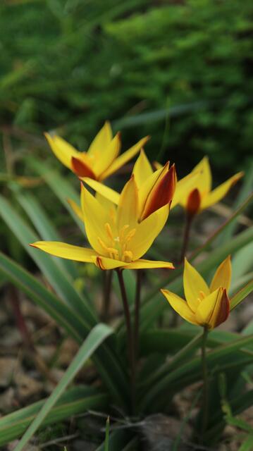 Tulipa sylvestris subsp. australis