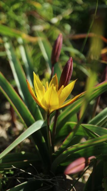 Tulipa sylvestris subsp. australis / ex Cádiz