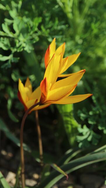 Tulipa sylvestris subsp. australis / ex Cádiz