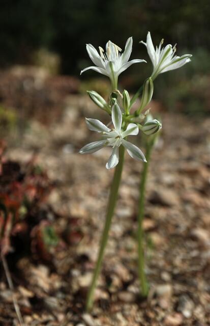 Vagaria parviflora