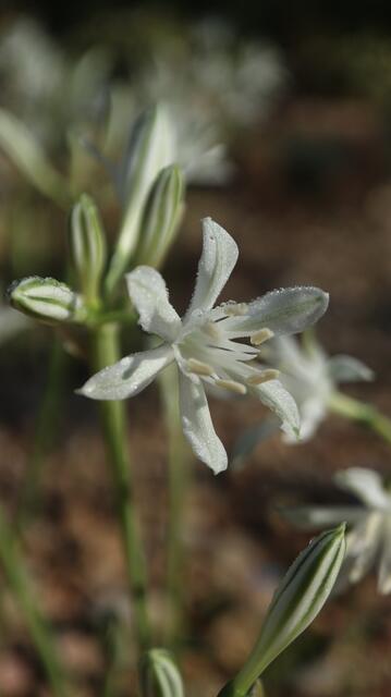 Vagaria parviflora