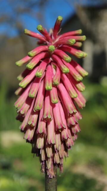 Veltheimia capensis