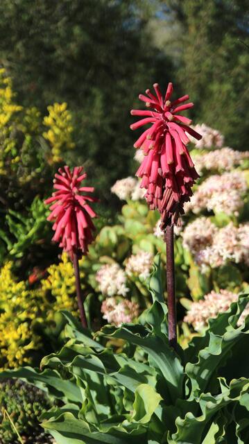 Veltheimia capensis