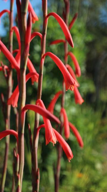 Watsonia aletroides