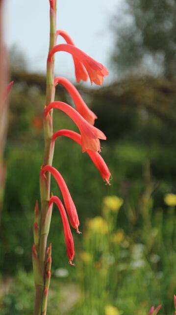 Watsonia aletroides