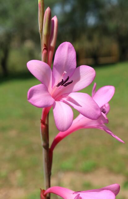 Watsonia borbonica