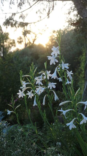 Watsonia borbonica subsp. adernei