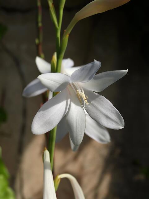 Watsonia borbonica subsp. adernei
