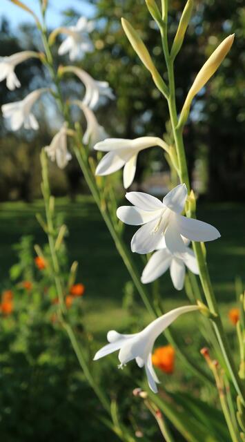 Watsonia borbonica subsp. adernei