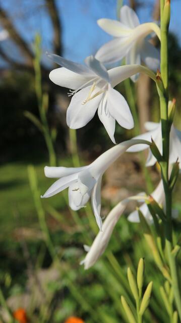 Watsonia borbonica subsp. adernei