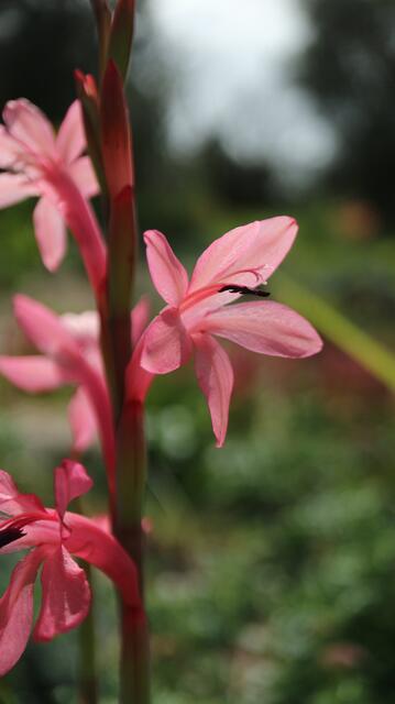 Watsonia coccinea