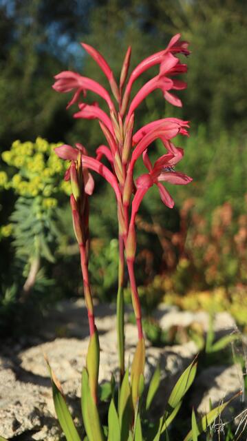 Watsonia coccinea