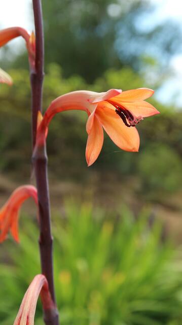Watsonia meriana susbp. bulbillifera
