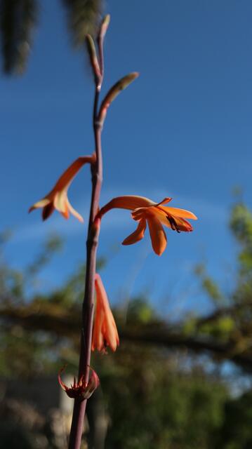Watsonia meriana susbp. bulbillifera