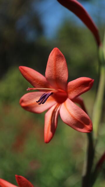 Watsonia sp