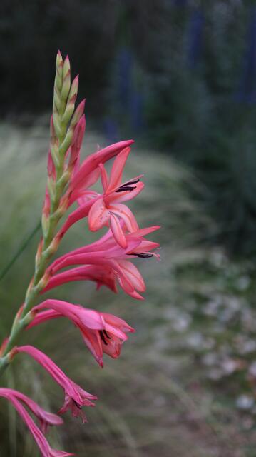Watsonia sp