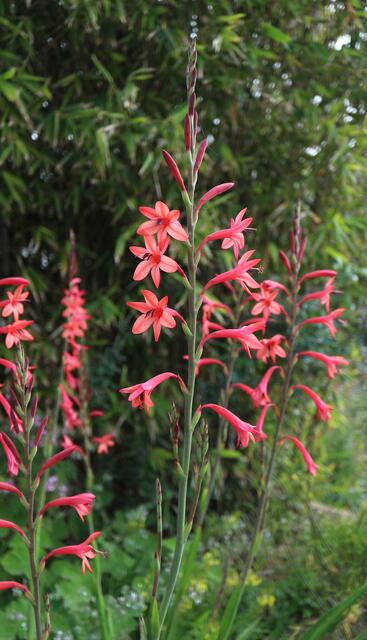 Watsonia sp