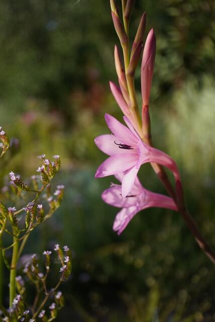 Watsonia sp