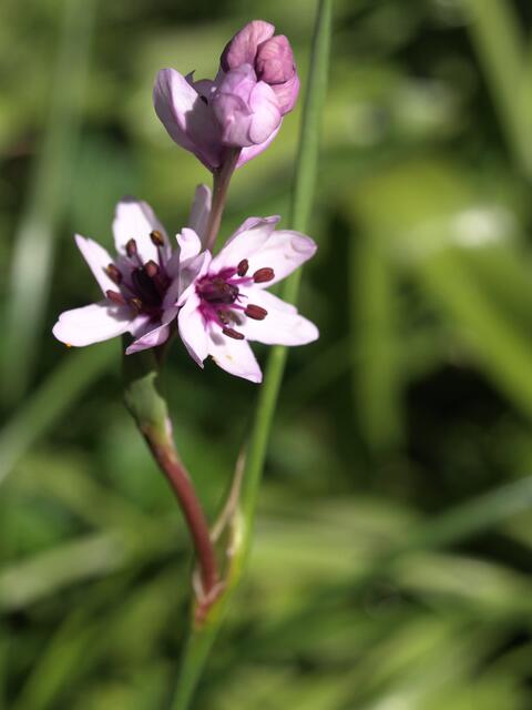 Wurmbea stricta