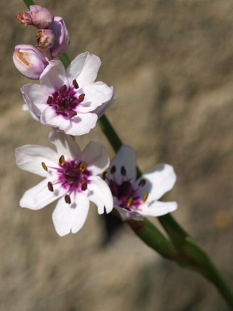 Wurmbea stricta