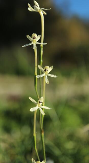 Xenoscapa fistulosa