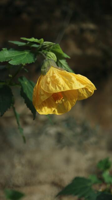 Abutilon pictum 'Yellow'