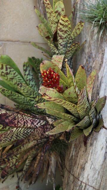 Aechmea sp
