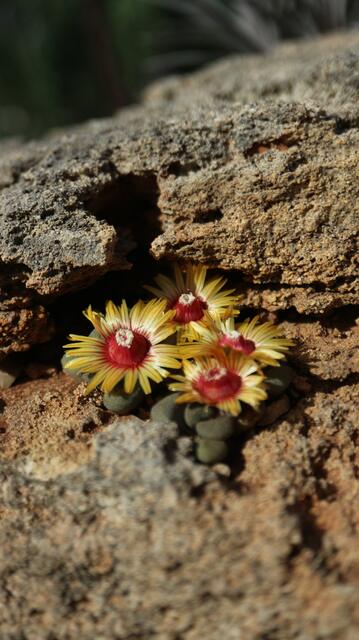 Aloinopsis schoenesii