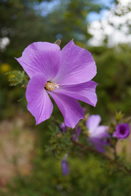 Alyogine huegellii