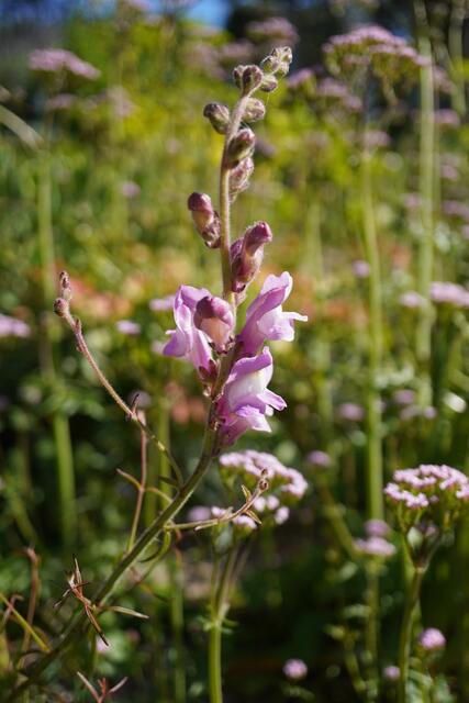 Antirrhinum barrelieri